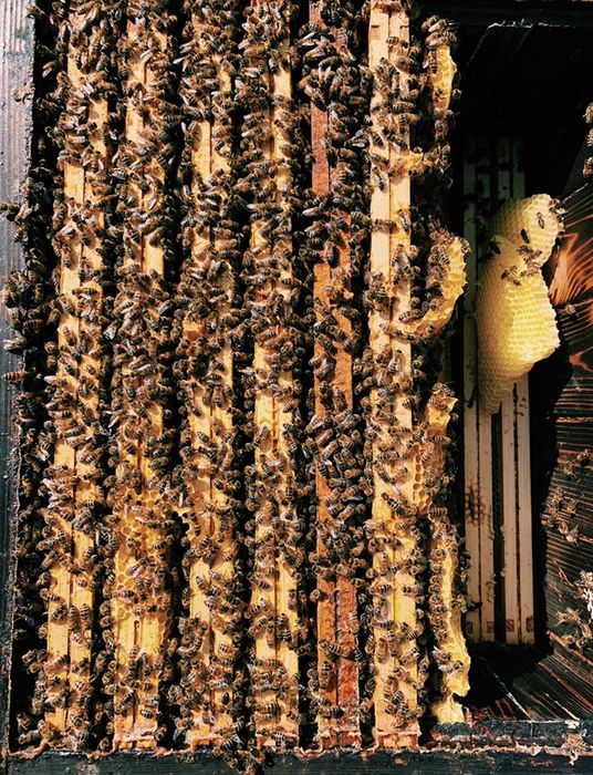 MIÓD PSZCZELI Miód z wlasnej pasieki