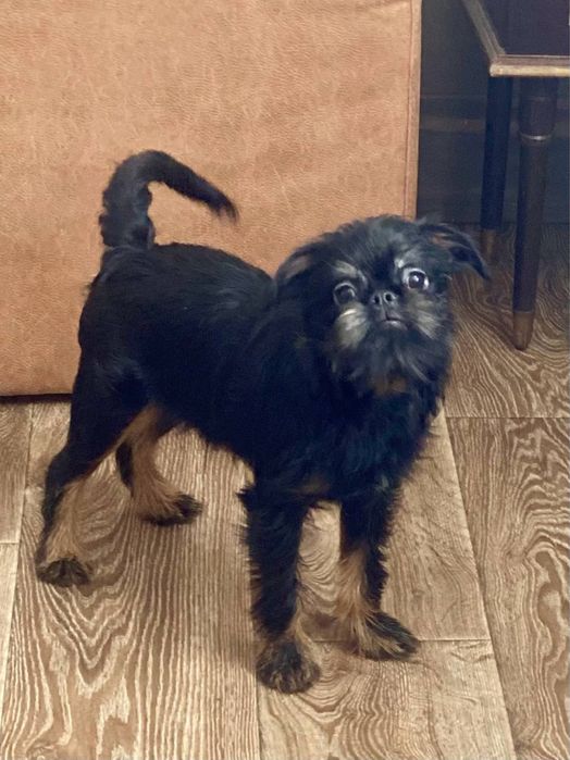 Бельгийский гриффон