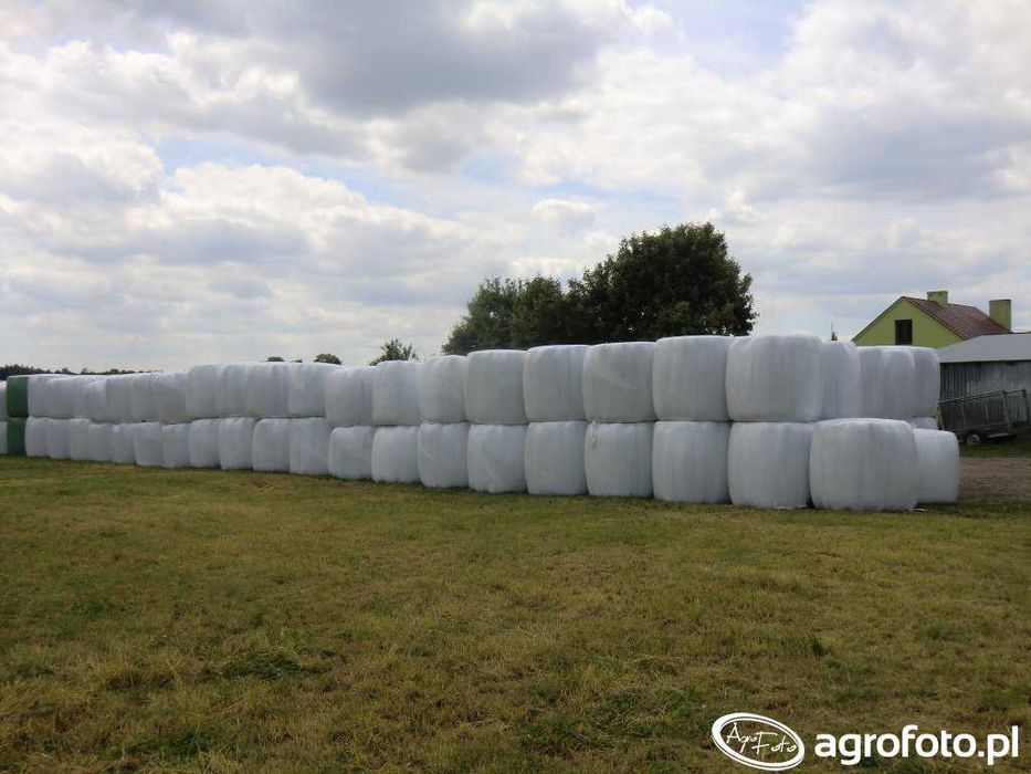 Sianokiszonka 80 sztuk