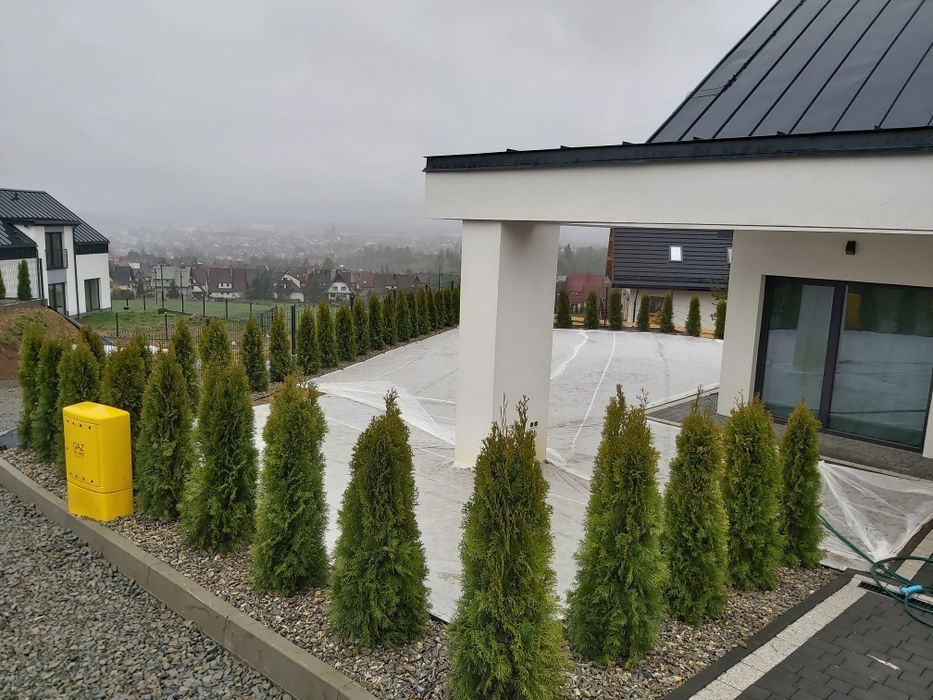 Tuja szmaragd 120-130cm