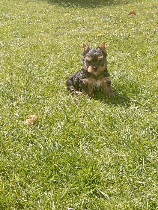Yorkshire terrier suczka
