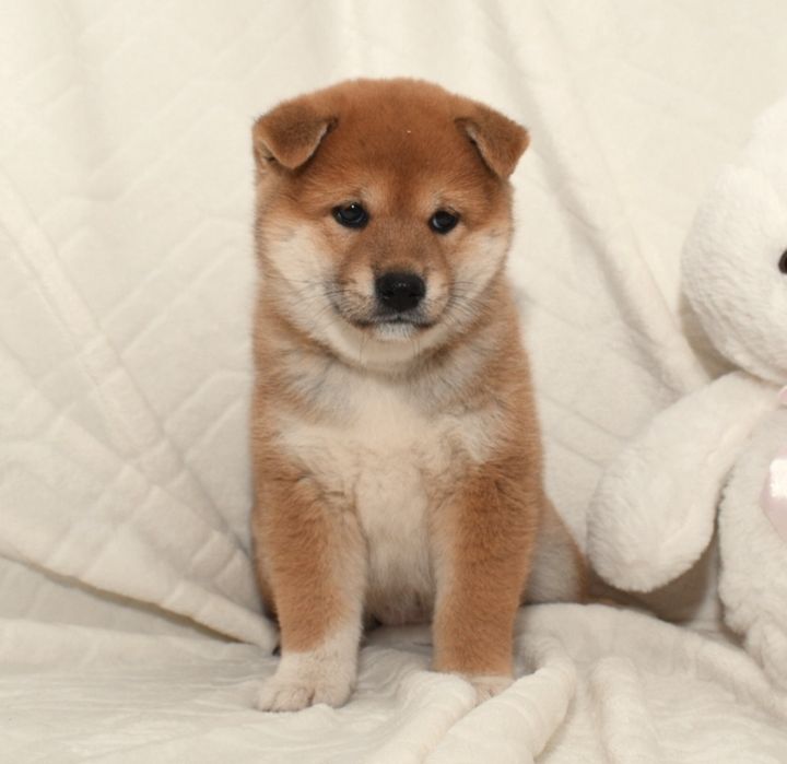 Czerwona suczka Shiba Inu FCI ZKwP gotowa do odbioru