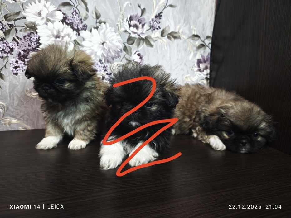 Продам Пікінесів