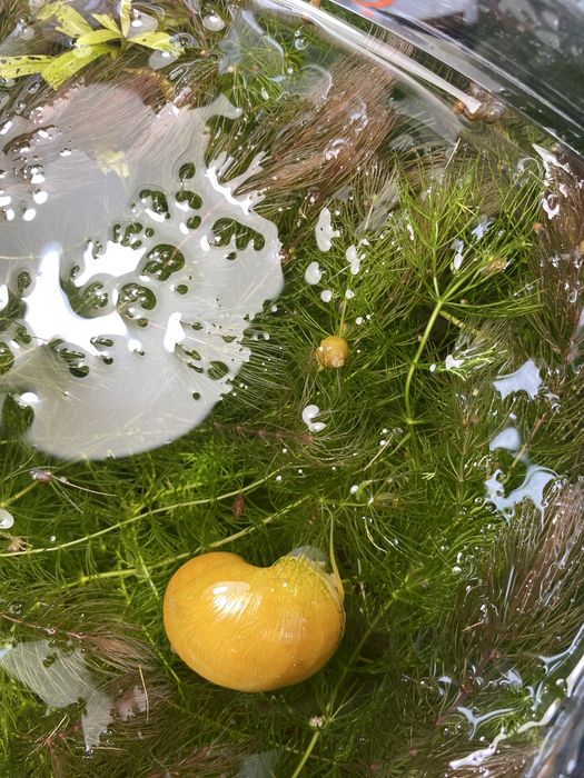 улитки для аквариума катушка и ампулярияз