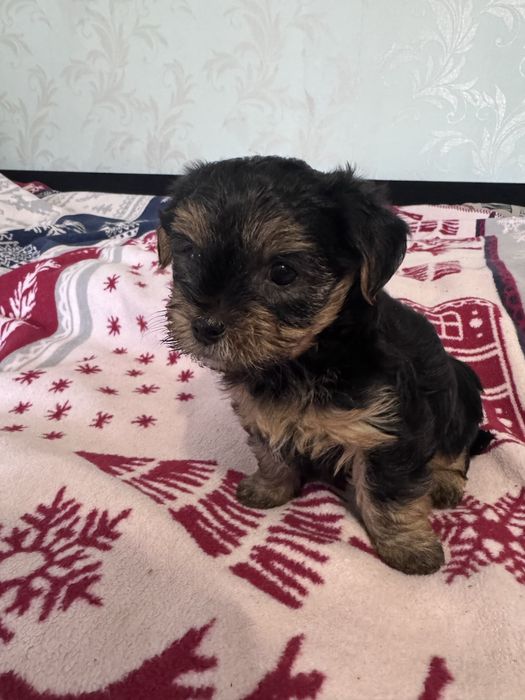 Йоркширський терєр