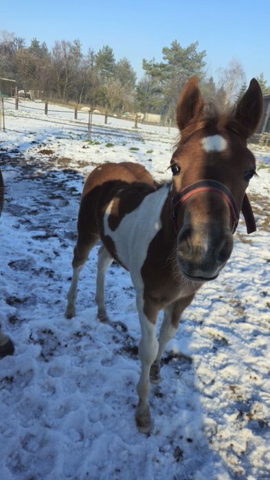 Sprzedam ogierka Haf-APH