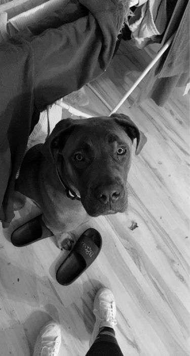 Oddam psa w dobre ręce