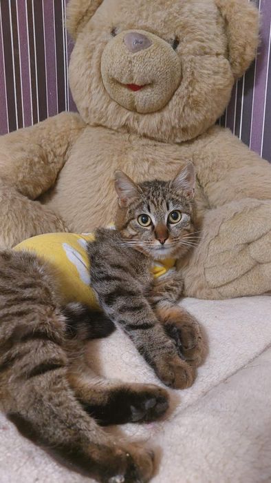 Отдам кошку лесного окраса, 8 месяцев, стерилизована