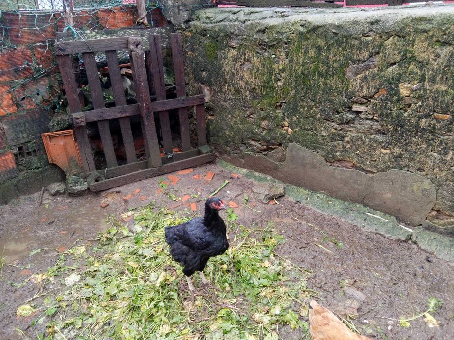 Vendo casal de galinhas