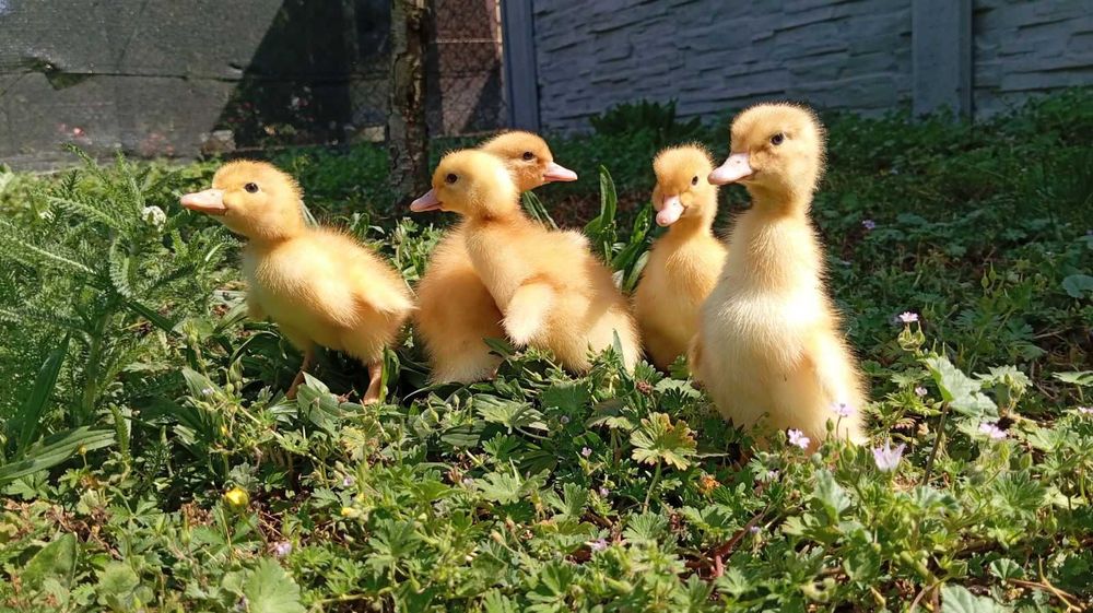 Kurki,kaczki,indyczki,perliczki,i gęsi