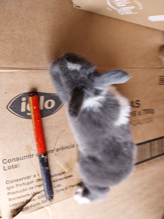 Coelhos anões minilop ourulhudos