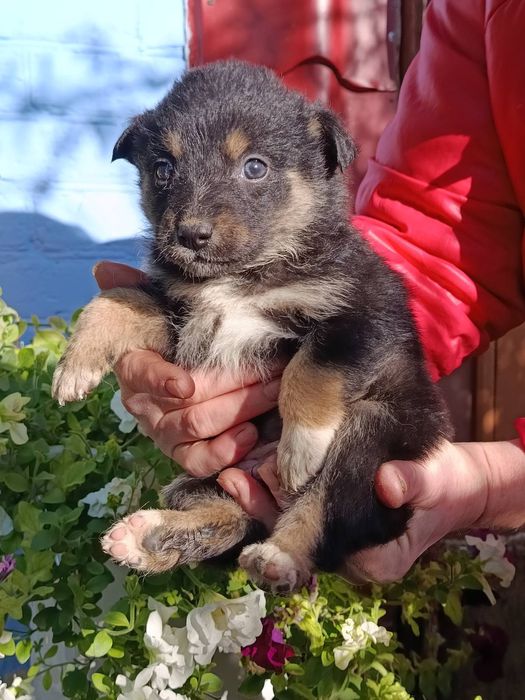 Цуценята шукають дім!!!