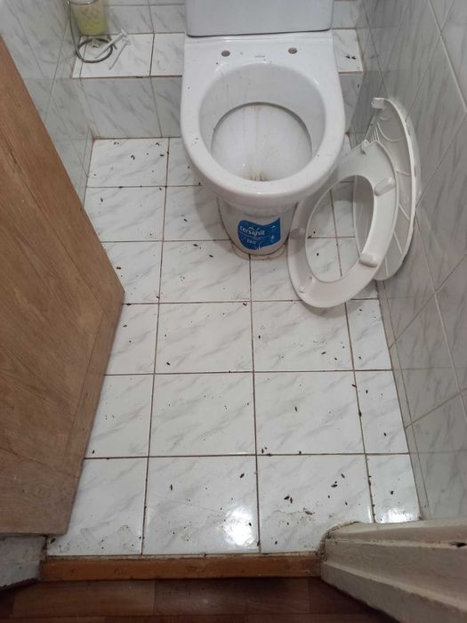 Професійне знищення комах, гризунів. Дезінфекція. Озонування