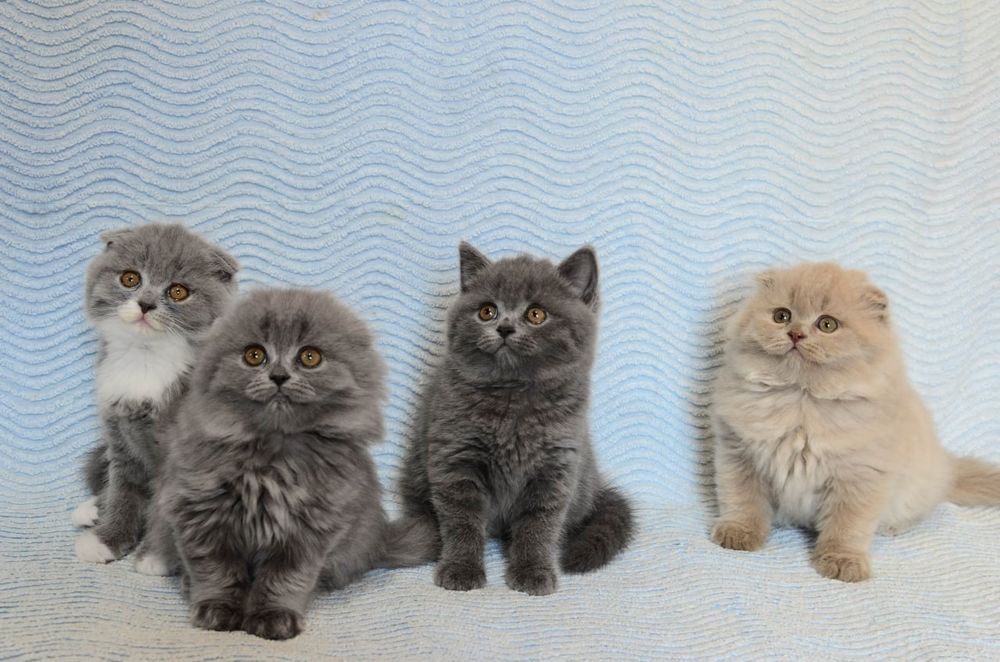 шотландські котики