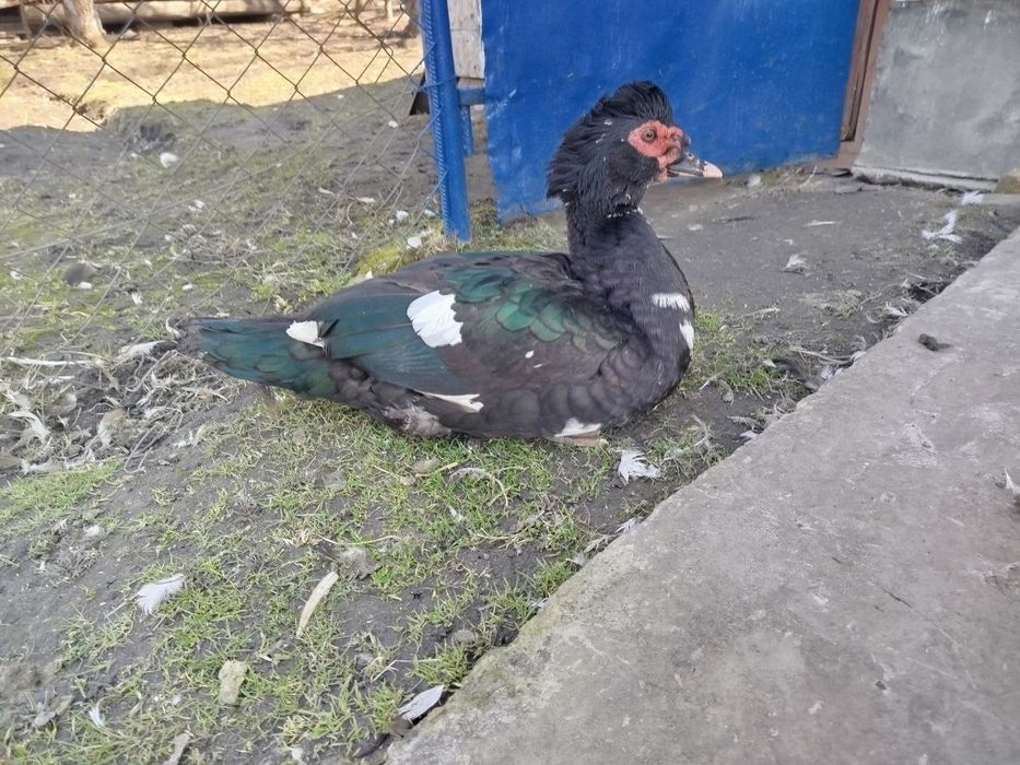 Індокачур, Індокачка, качки