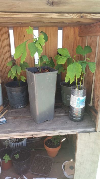 Árvores Ginkgo Biloba