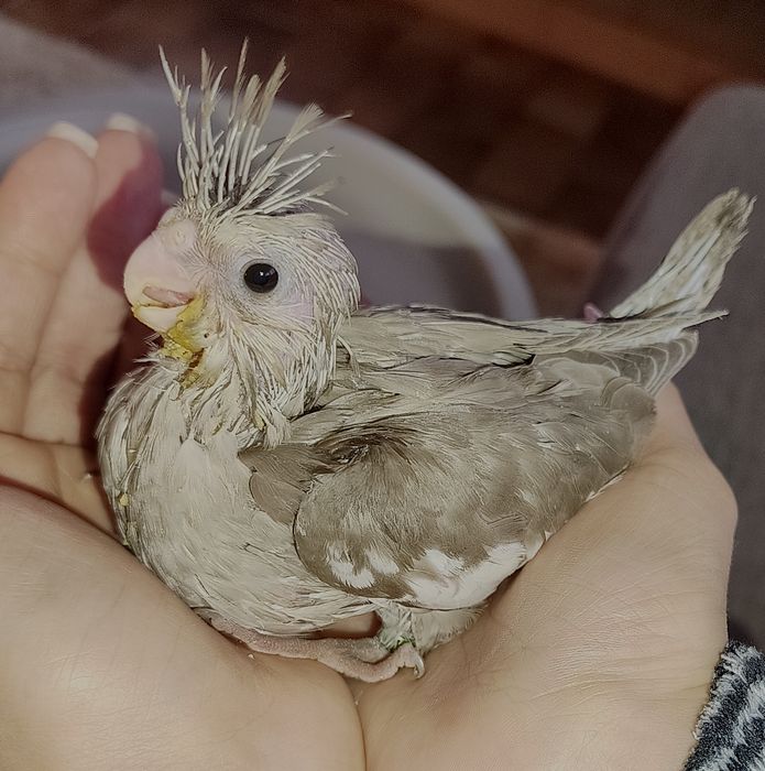 Caturras domésticadas