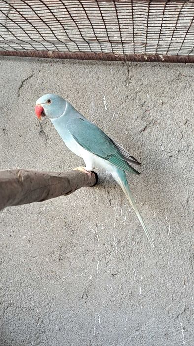 Ring necks 2024 / 2025 cleartail