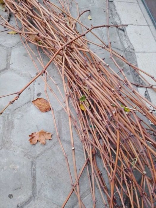 Чубуки винограду "Цимлянський чорний".