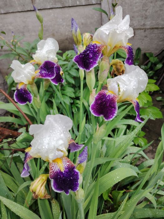 Продам Іриси сортові великі