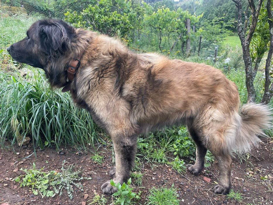 Cão para adoção (Serra da Estrela). Portuguese Shepard dog for adoption
