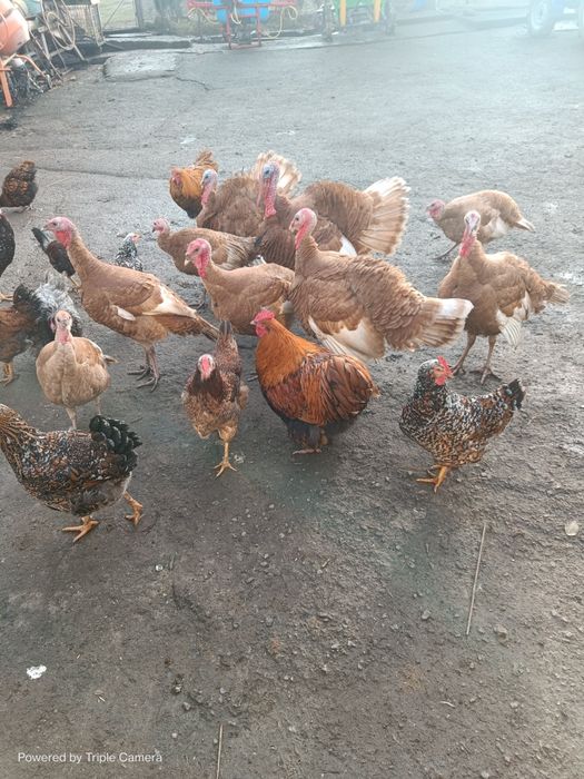 Індики, індички червоний бурбон!