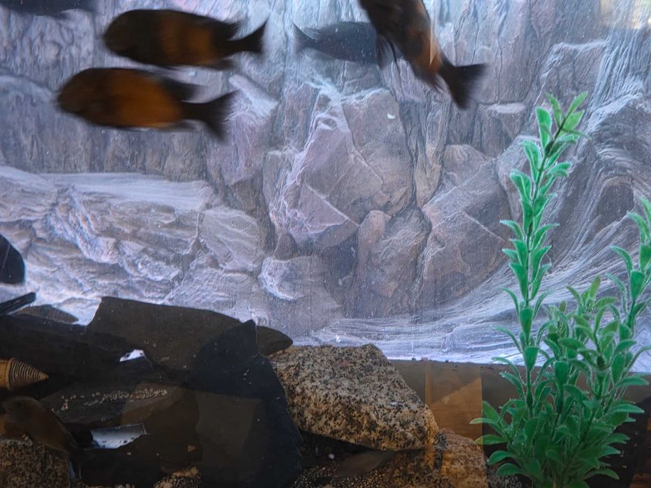 Tropheus black bulu