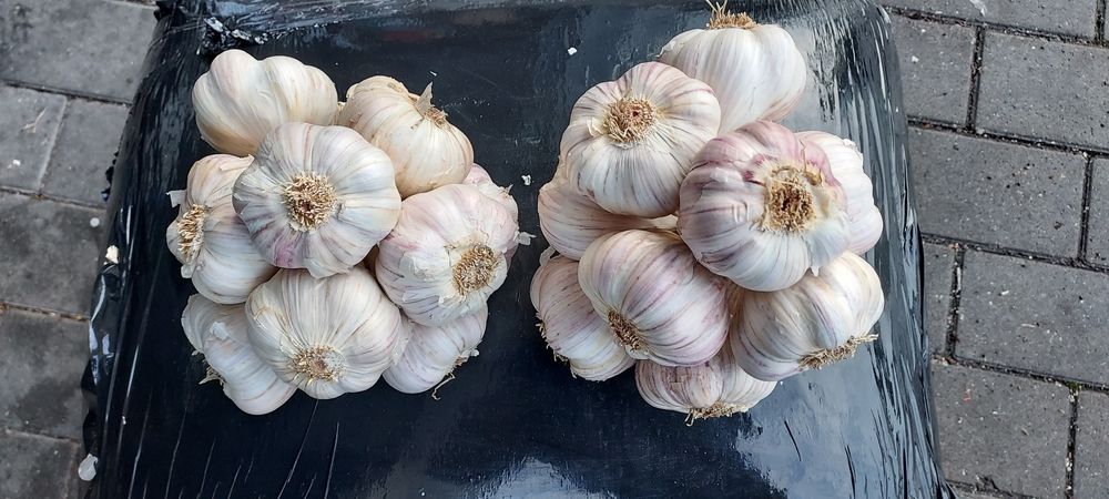 Czosnek WYSYŁKA główki 5,5cm-1,30zł Twardy zimowy ozimy Har