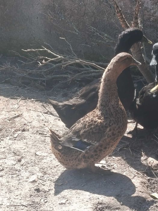 Casal de Patos cayugas