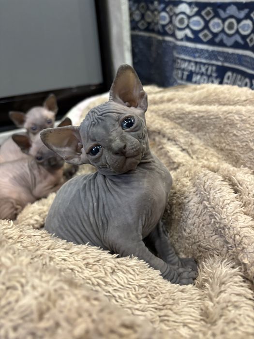 Канадский сфинкс