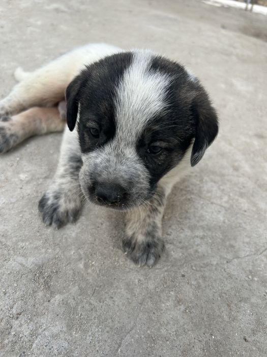 Cachorros para adopção