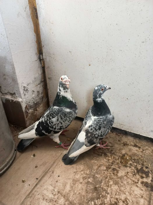 Sprzedam gołębie staroposkie cała hodowla
