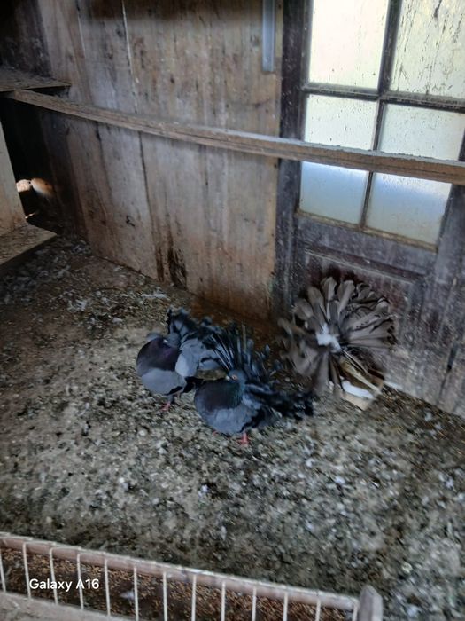 Pombos   Leque casal  50€