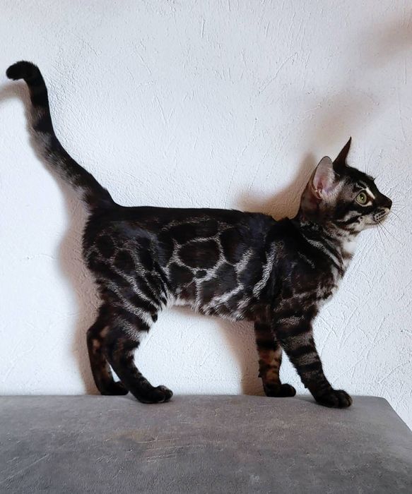 Węglowa kotka Silver charcoal srebrna rodowód