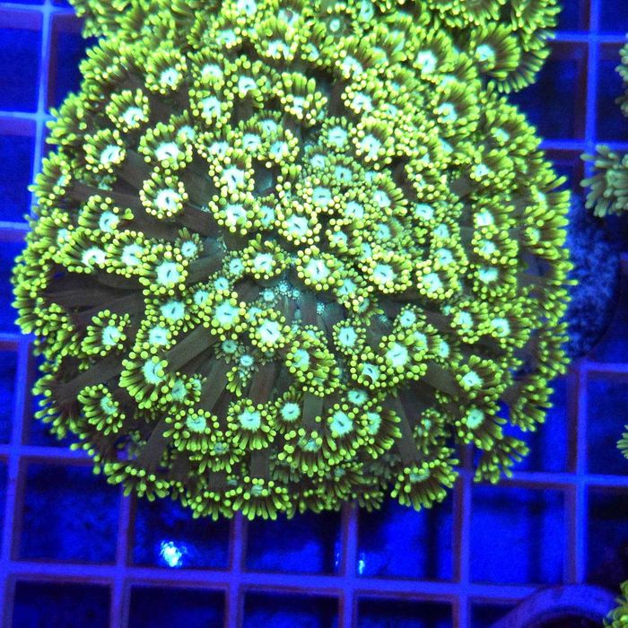 Goniopora Premium matecznik WYSIWYG #34