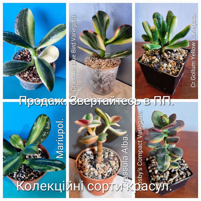 Акцiя! Красули, товстянки, грошовi дерева, Crassula.