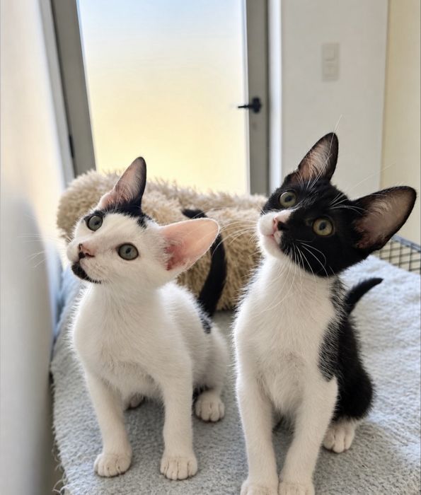 Gatinhos bebés para adoção responsável