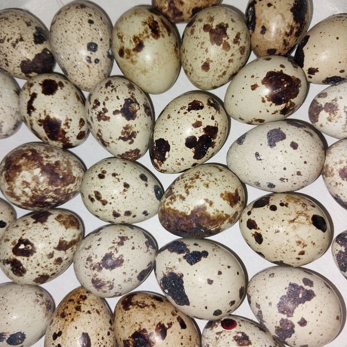 Перепілкинесучки,перепелині інкубаційні яйця, м'ясо перепілок