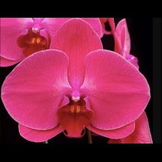 Нецвітучі дітки орхідей