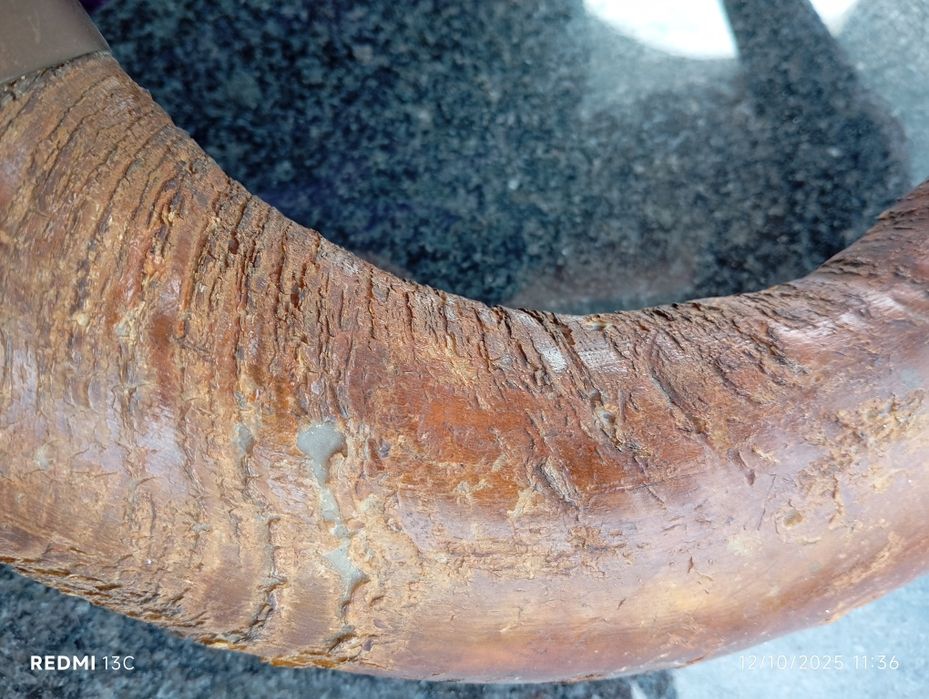 Corno real com aplique para pendurar