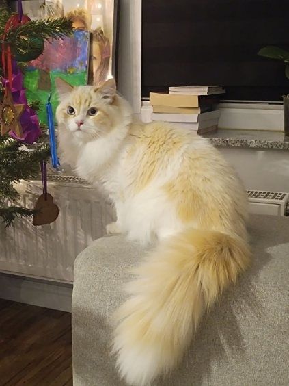 Kocurek syberyjski