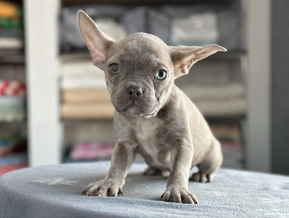 Ізабеловий французький хлопчик