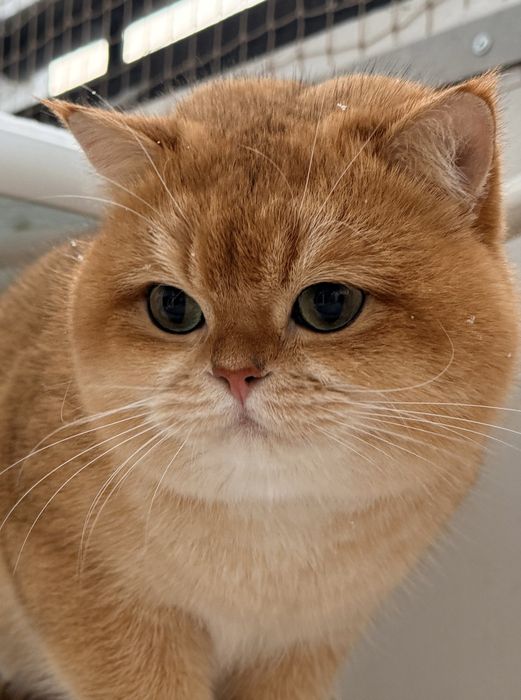 Krycie – BRI ny 12 Golden British Shorthair CH Izmir (PZF/WCF)
