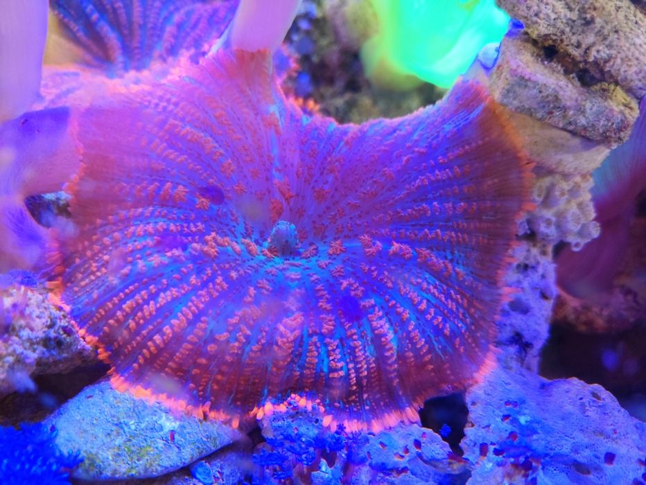 Кораллы в морской аквариум