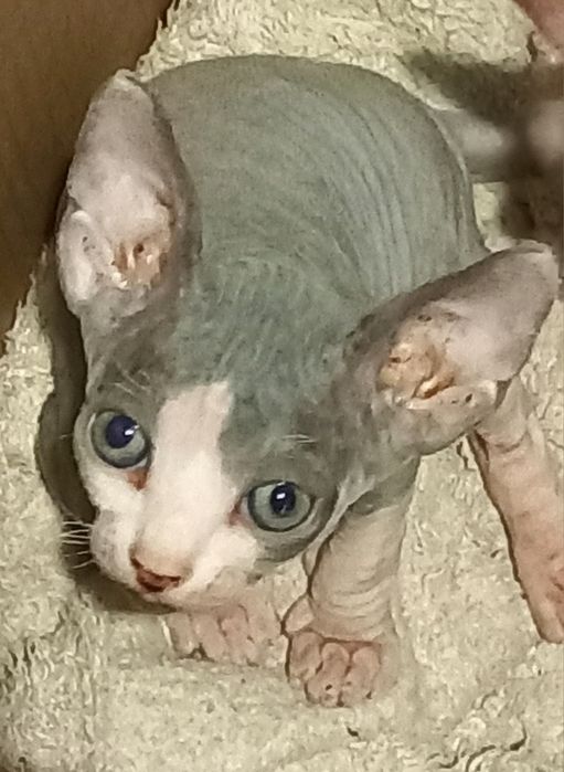 Котята-канадские сфинксы