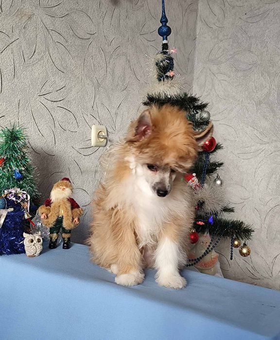 Пухнасте цуценя китайської чубатої