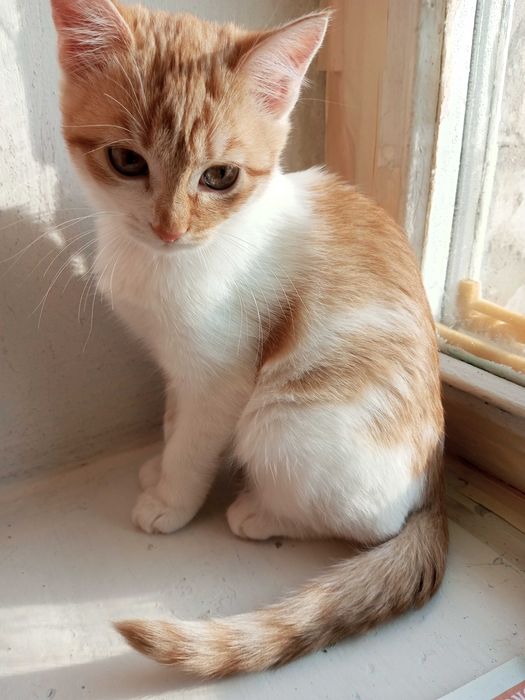 Віддам кошенят у добрі руки