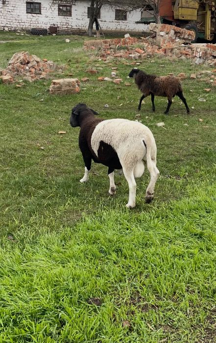 Продам вівці кітні, ціна договірна