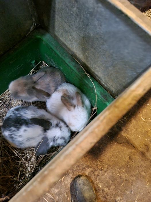 Kit coelhos mini lop e mini holandes no criador