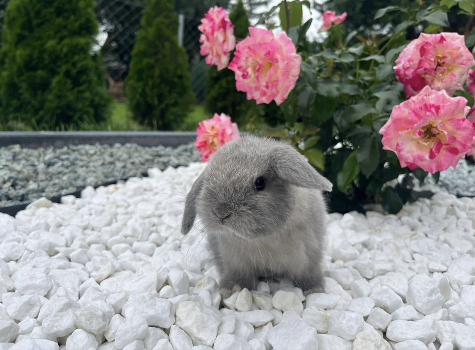 Karzełek Baranek/Mini Lop - Rodowód/Metryka Królik Króliki